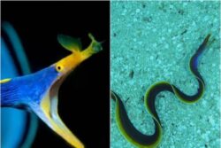Video Of Ribbon Eel That Changes Colour Thrice In Its Lifetime Leaves Internet Shocked