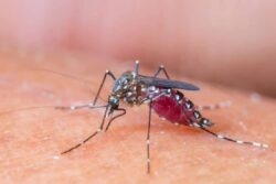 Kerala Zika Virus Alert: Preventive Measures Intensified As 8 Cases Confirmed in Kannur
