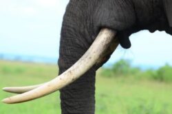 Is Ivory Worth More Than Gold? Quora Dissects The Value Of Precious Materials