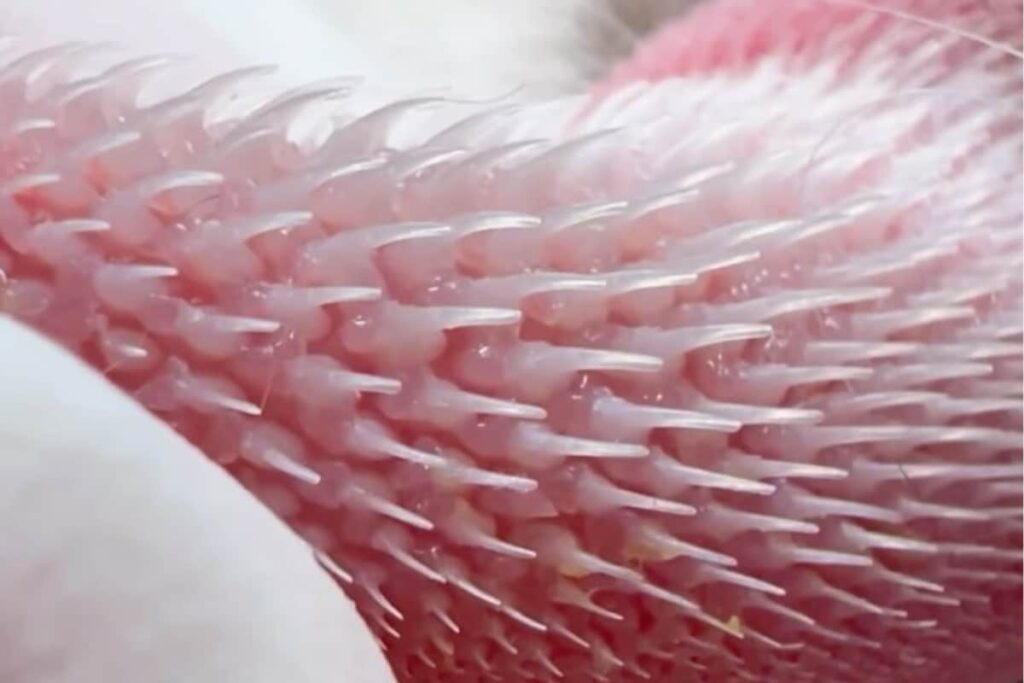 This Video Of Cat’s Tongue Is As Scary As It Gets