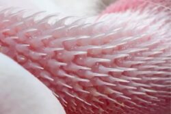 This Video Of Cat’s Tongue Is As Scary As It Gets