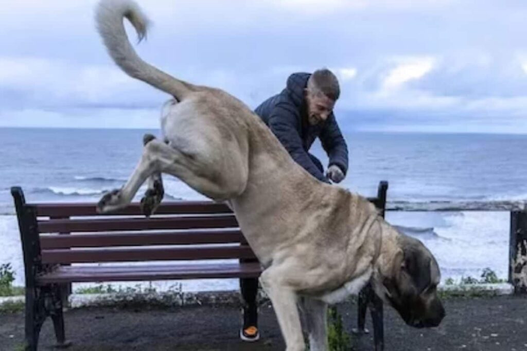 UK Man Spends Over Rs 4 Lakh Every Year To Feed His Turkish Malakli Dog