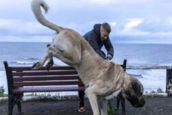 UK Man Spends Over Rs 4 Lakh Every Year To Feed His Turkish Malakli Dog