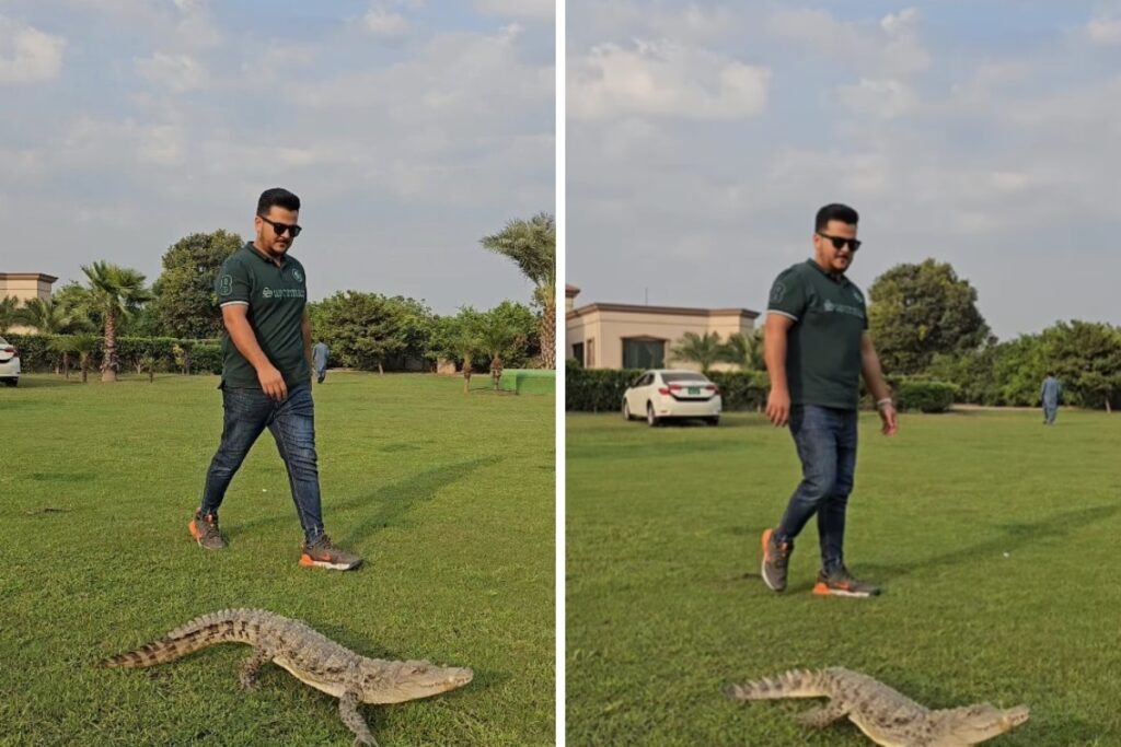 Unusual Or Insane? Man Takes Alligator For A Stroll