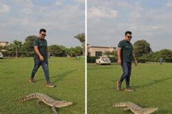 Unusual Or Insane? Man Takes Alligator For A Stroll