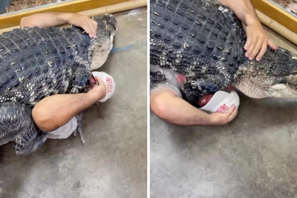 Zookeeper Hugs And Cuddles With Massive Alligator In Viral Video: ‘This Is Fun And Scary’