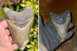 Watch: Man finds rare full-sized ancient Megalodon shark tooth buried under sand