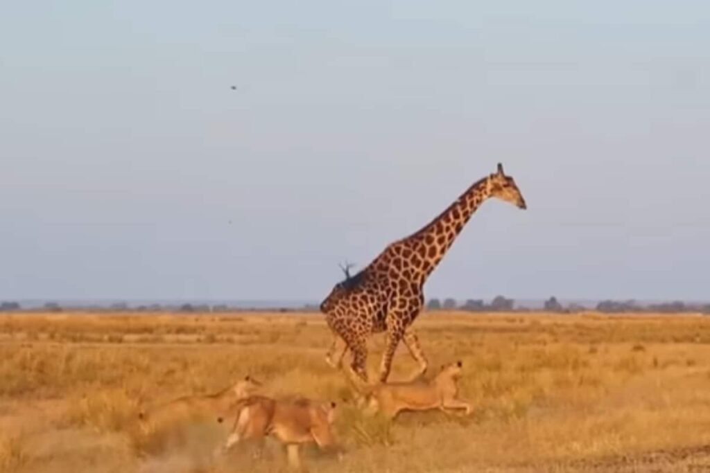 10/10 If You Can Guess Who Won This Bone-Chilling Face-Off Between Giraffe And 20 Lions