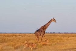 10/10 If You Can Guess Who Won This Bone-Chilling Face-Off Between Giraffe And 20 Lions
