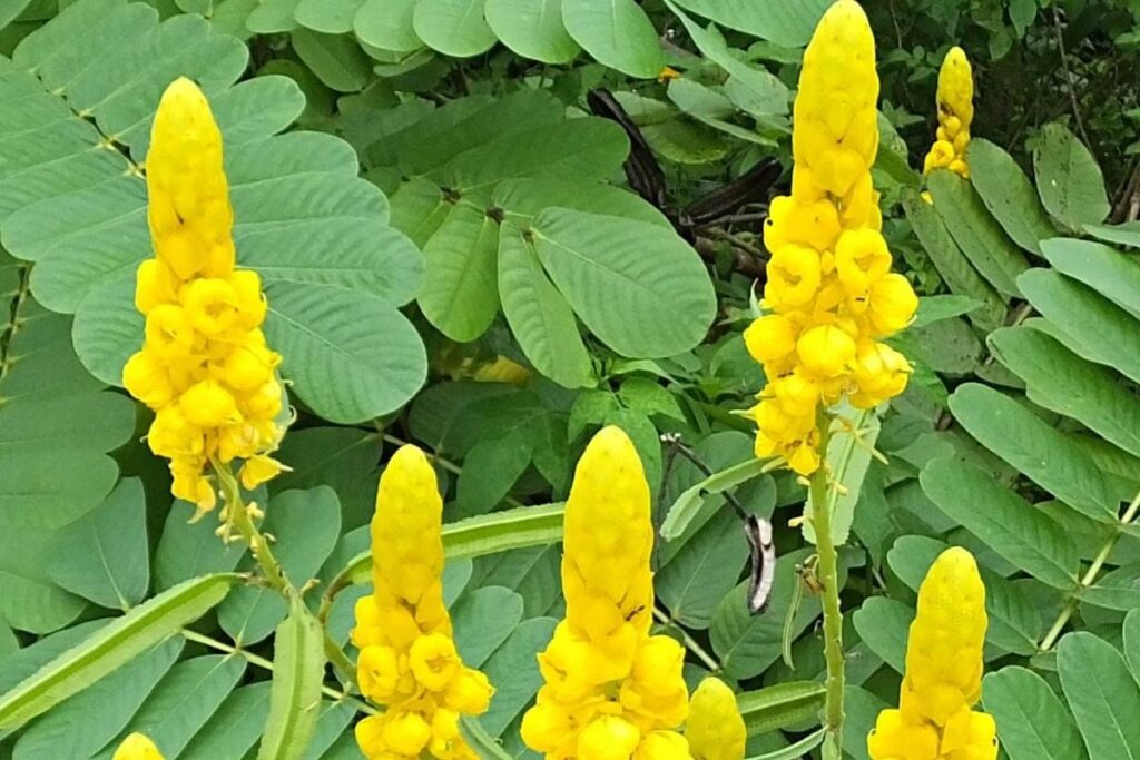 Controlling Blood Sugar To Reduces Cancer Risk, 4 Health Benefits Of Pitamber Plant