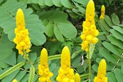 Controlling Blood Sugar To Reduces Cancer Risk, 4 Health Benefits Of Pitamber Plant