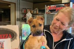 'Buy A Pizza And Adopt A Puppy': US Restaurant Promotes Shelter Dog Adoption In A Unique Way