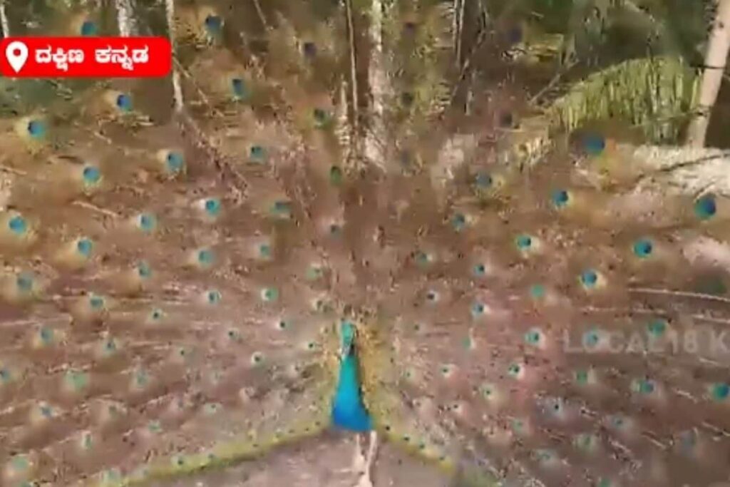 At This Karnataka Temple, A Peacock Has Been Dancing For Six Years