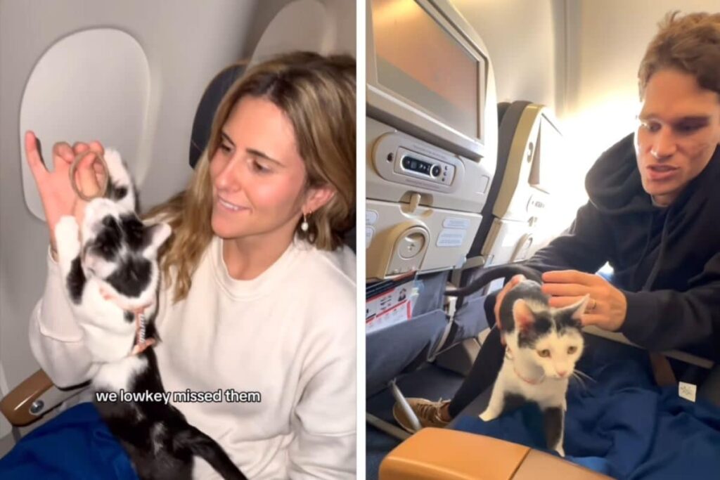 Woman's 10-Hour Long Flight With 3 Cats Is The Journey We All Want