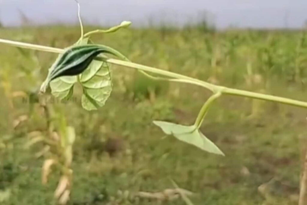 Why This Unique Fruit From Virudhanagar Is Growing Popular