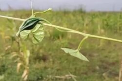 Why This Unique Fruit From Virudhanagar Is Growing Popular