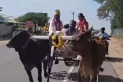 Coimbatore Bride, Groom Leave Wedding Venue In Bullock Cart; Video Viral