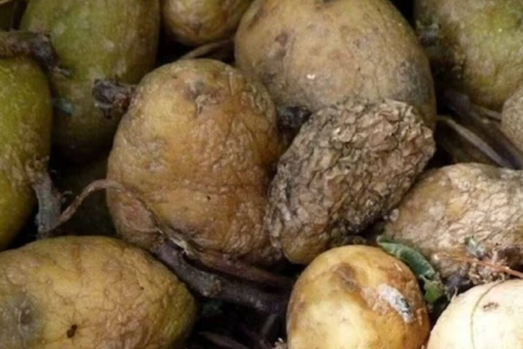 Gas From Rotten Potatoes Kills Russian Law Professor, Three Family Members