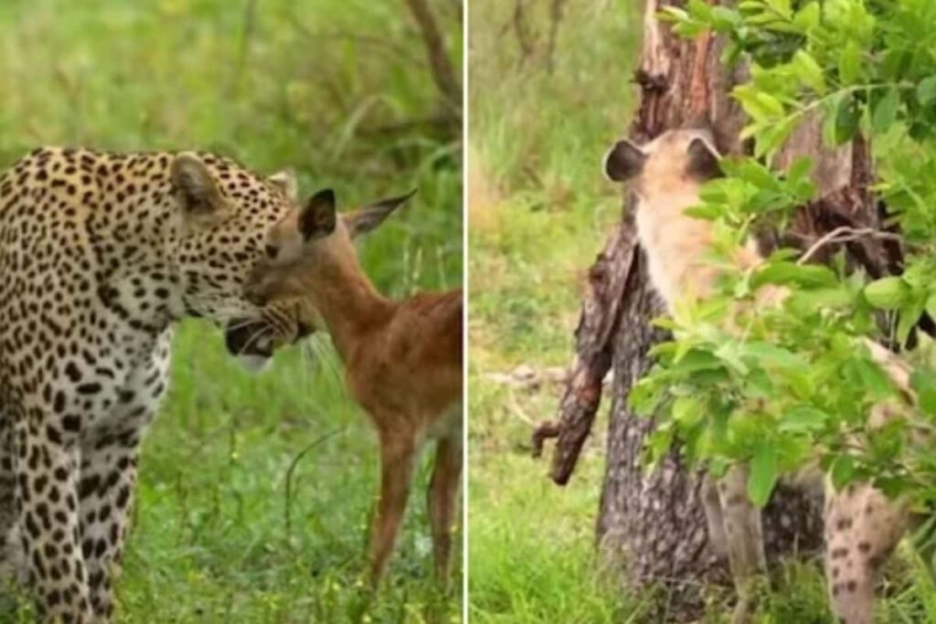 Watch: Leopard Saves Baby Impala From Hyena, Internet Users React
