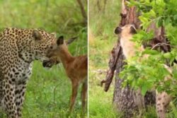 Watch: Leopard Saves Baby Impala From Hyena, Internet Users React
