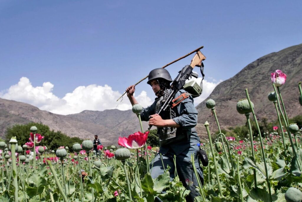 Taliban-Led Afghanistan Sees Staggering 95% Drop in Poppy Growth Over the Last Year
