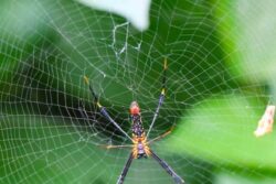 Did You Know Spider Silk Is Powerful Than Steel And Can Stop An Aeroplane?