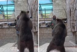 This Video Of Zoo Caretaker And Bear Skipping Rope Is Trending For All The Wrong Reasons