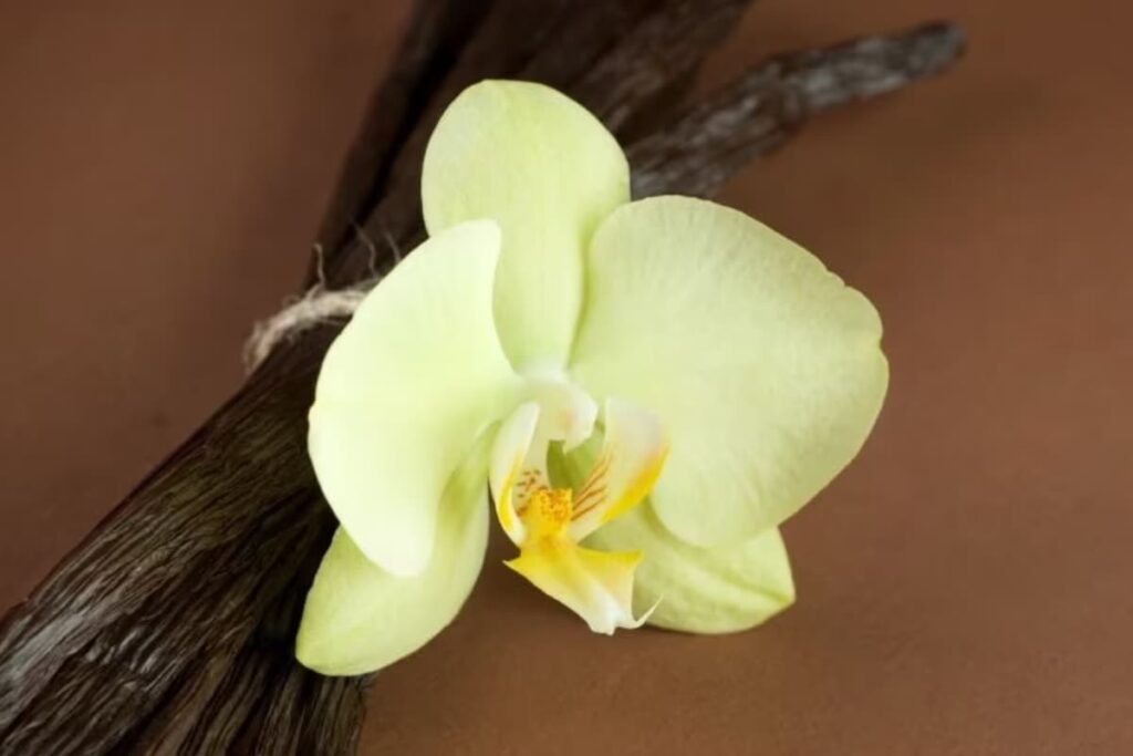 Improving Digestion To Skin Texture, 3 Benefits Of Vanilla Essence