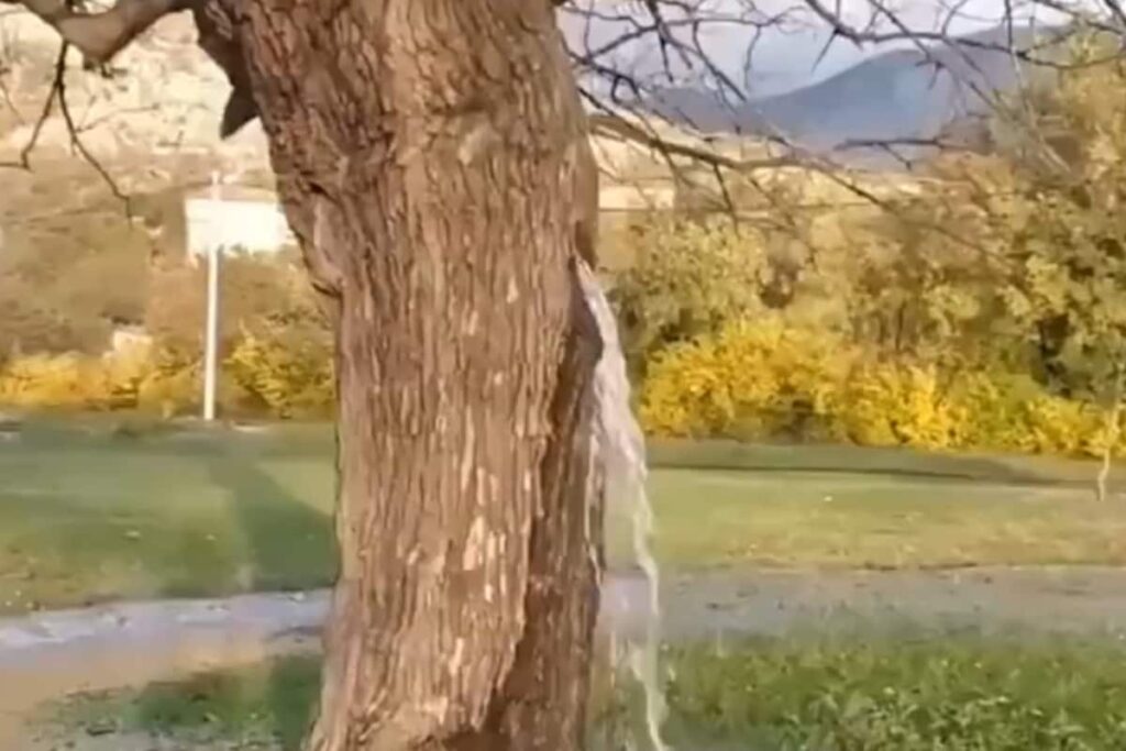 Spectacular: Water Gushes Out Of 150-Year-Old Mulberry Tree