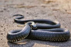 Odisha Man Kills Wife, 2-Yr-Old Child by Releasing Snake; 'Lured by Govt's 8L Ex-gratia in Similar Cases'