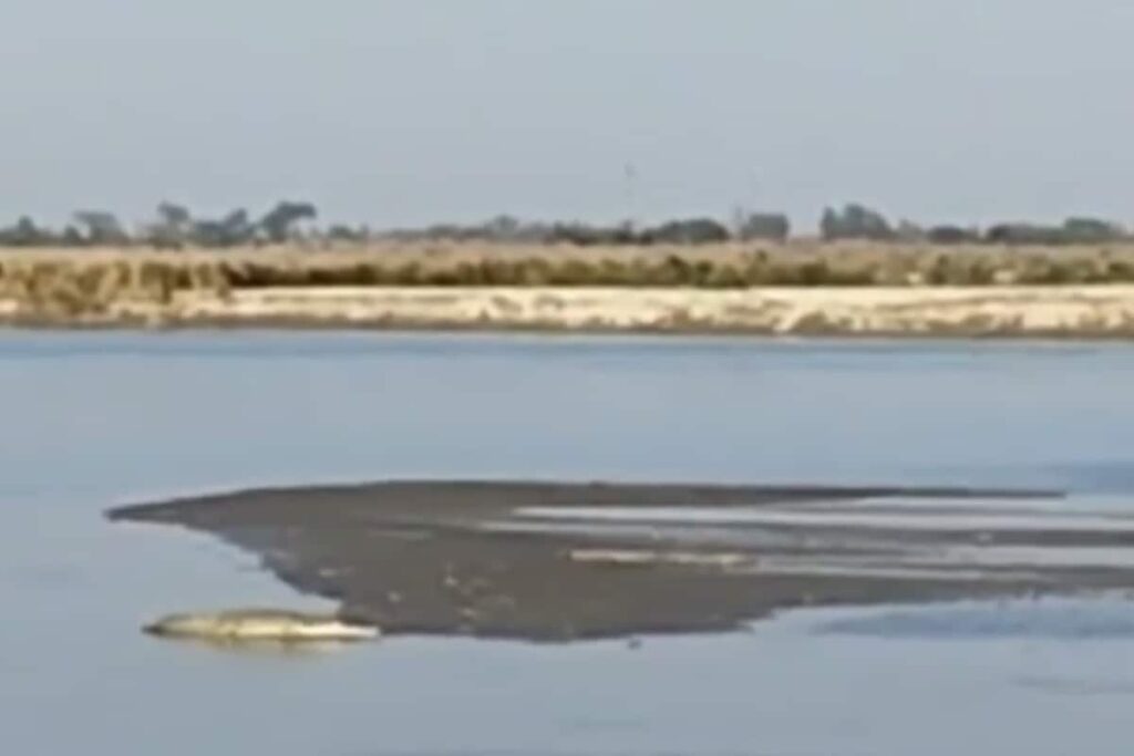 Crocodile Spotted At Bihar Ghat Triggers Panic Among Chhath Devotees