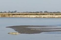 Crocodile Spotted At Bihar Ghat Triggers Panic Among Chhath Devotees