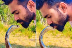 Viral Video Of Man Kissing King Cobra Is Petrifying Internet