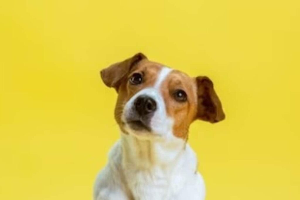 Did Your Parents Ever Lie About What Happened To Your Pet?