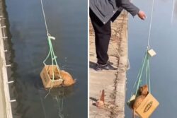 Man Rescues Stranded Cat Using A Box In This Wholesome Video