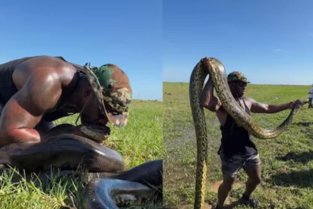 Viral Video Of Man Catching Anaconda With Bare Hands Will Give You Goosebumps