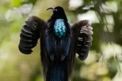 Watch: Black Sicklebill Bird's Machine Gun-Like Call Stuns Internet