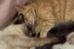 This Video Of Cats Taking Care Of Orphaned Kittens Is Oh-So-Adorable