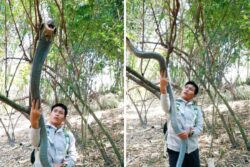 Video Shows Man Doing The Most Unthinkable With King Cobra