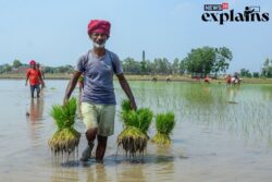 28,000 Hectare of Paddy Across 15 Districts of Assam Damaged in Pest Attack