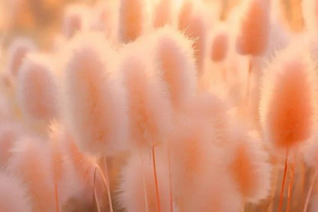 ‘Peach Fuzz’ Declared as the Pantone Colour of the Year 2024; Check Out the Deets