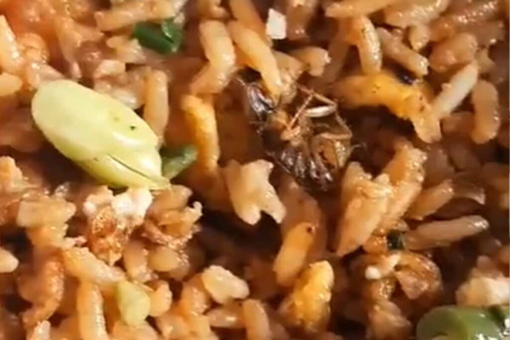 Bengaluru Man Disgusted After Finding Cockroach In Zomato Order, Company Responds