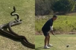 Watch: Man Continues To Play Golf With 2 Pythons Fighting Next To Him