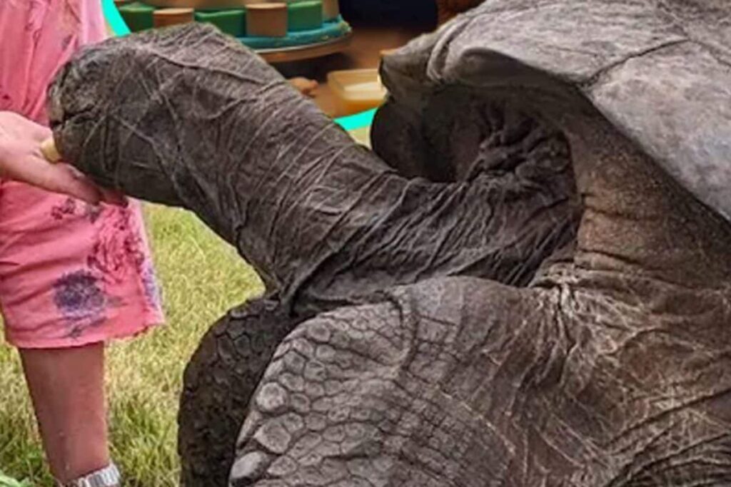 World’s Oldest Living Land Animal, A Tortoise, Turns 191