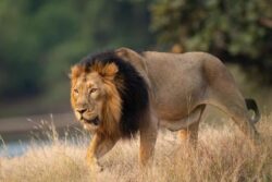 These 'Sher' Memes Circulating On Social Media Are Too Hilarious To Miss