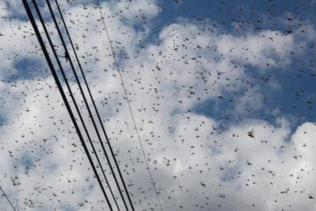 Watch: Swarm Of Locusts Invades Mexico's Skies In Rare Event