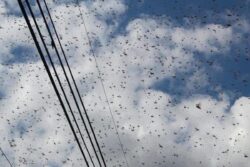 Watch: Swarm Of Locusts Invades Mexico's Skies In Rare Event