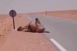 Delhi Police Seize Truck Allegedly Carrying Camel Meat in Northwest Delhi