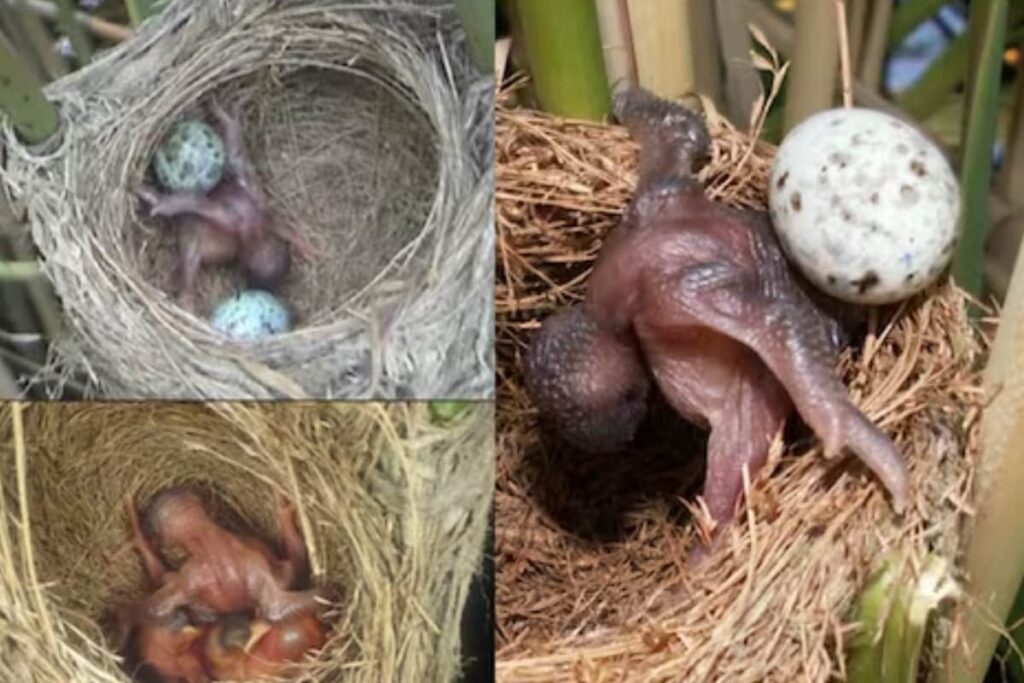 Watch: Baby Cuckoo Throws Eggs Of Another Bird Out Of The Nest