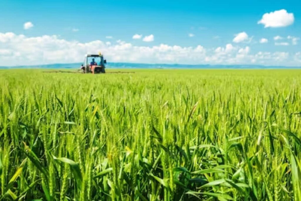 Scientists Develop Wheat Variety That Yield Crops 6 Times A Year: Report